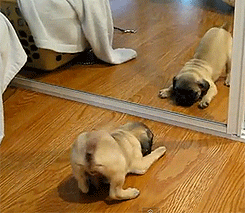 Dog jumping up and down at his reflection in the mirror