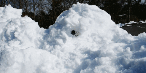 Perrito saliendo de la nieve