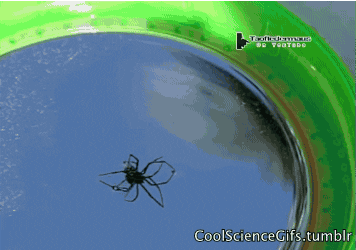 Miedo a las Arañas: La Terapia De Exposición