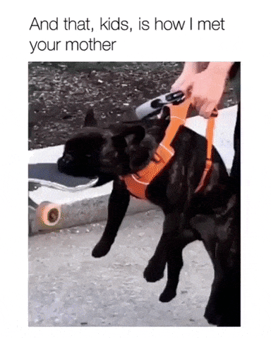 This situation in dog gifs