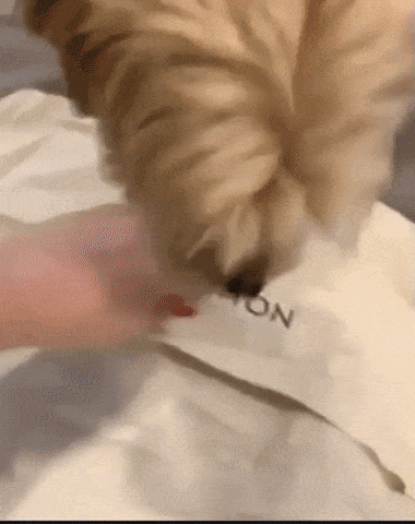 Unboxing with dog in funny gifs