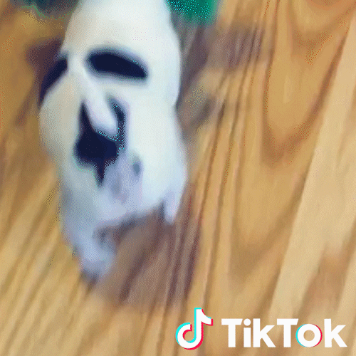 Dog Pet GIF by TikTok Italia Find & Share on GIPHY