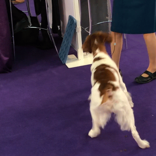 Dog Show GIF by Westminster Kennel Club Find & Share on GIPHY
