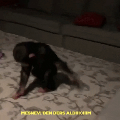 giphy.gif