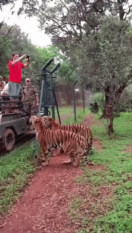 Tiger GIF