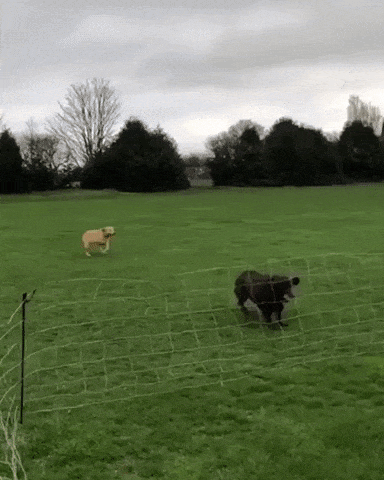 Two friends in dog gifs
