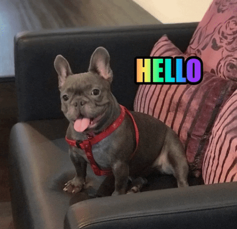 frenchie