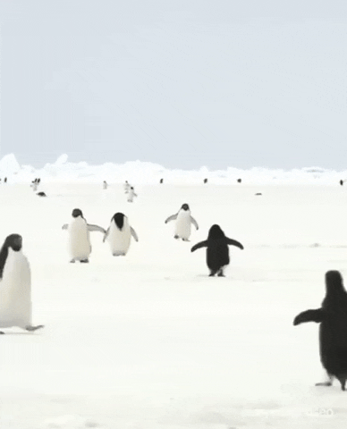 Be more like penguins in funny gifs
