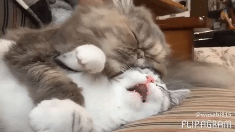 Feeding Time best Gif