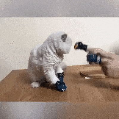 Boxer catto in cat gifs