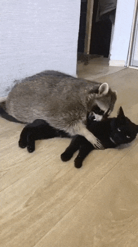 Lets cuddle catto in funny gifs