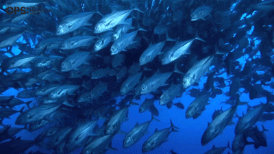 A big school of jacks swimming closely together in the open ocean, sustainable seafood is instrumental in preserving these healthy stocks.