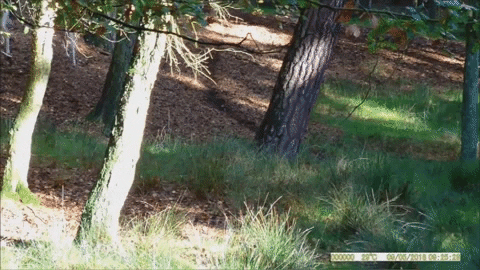 Best Wireless Trail Camera Cellular Hunting Cam