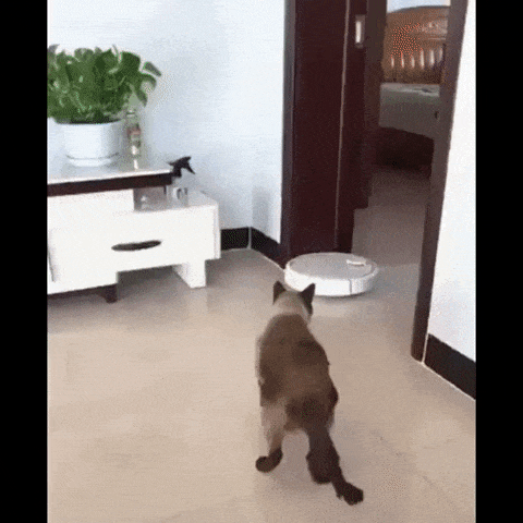 Cat and roomba in cat gifs