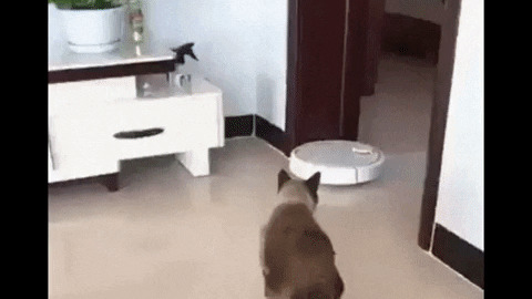 Cat and roomba