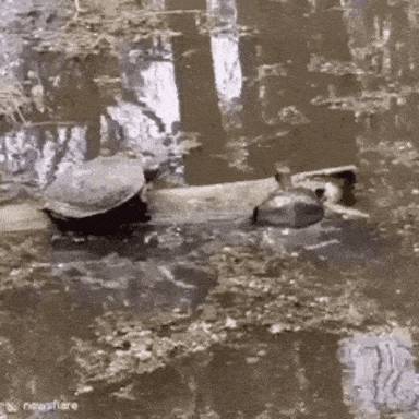 Two Turtles On A Log Fell Down Into The Water