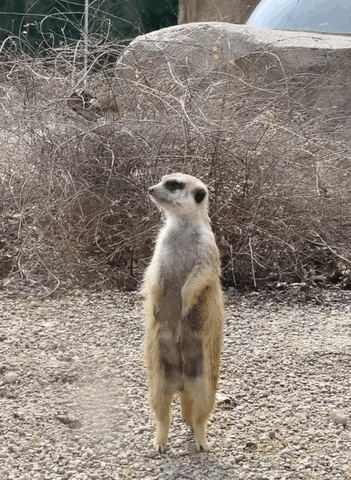 two meerkats standing up
