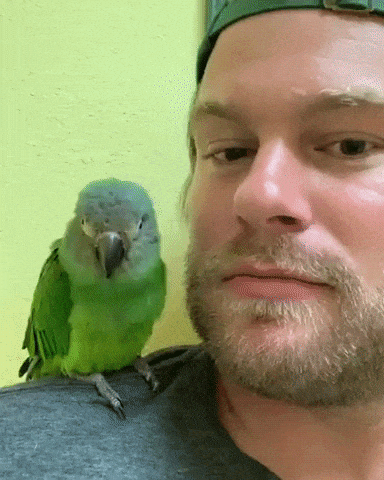 Birb loves his hooman in wow gifs