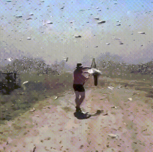 Image result for locust gif