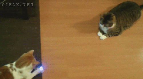 is playing with a laser bad for cats