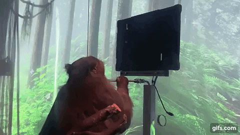 monkey playing Pong