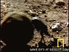 [Linked Image from media.giphy.com]