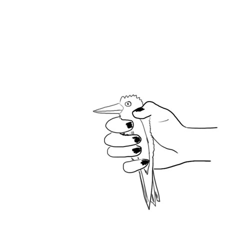 Carolinaibanez GIF