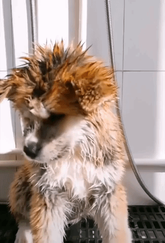 Dog transformation in animals gifs