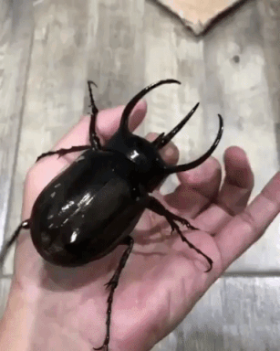 Huge Beetle in funny gifs