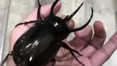 Huge Beetle