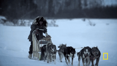 Dogsled GIFs - Find & Share on GIPHY