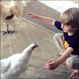 Kid Hen GIF - Find & Share on GIPHY