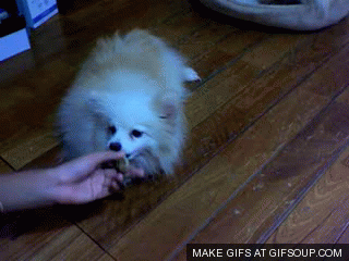 moving doll pomeranians