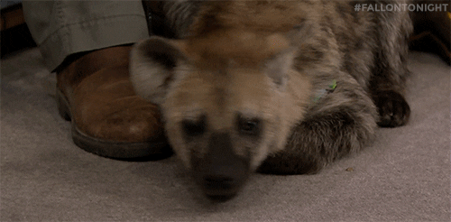 Spotted Hyenas GIFs - Find & Share on GIPHY