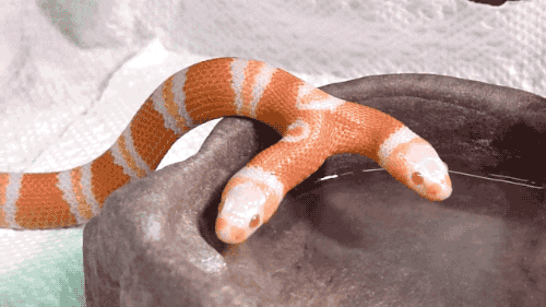 Snake Animated GIF