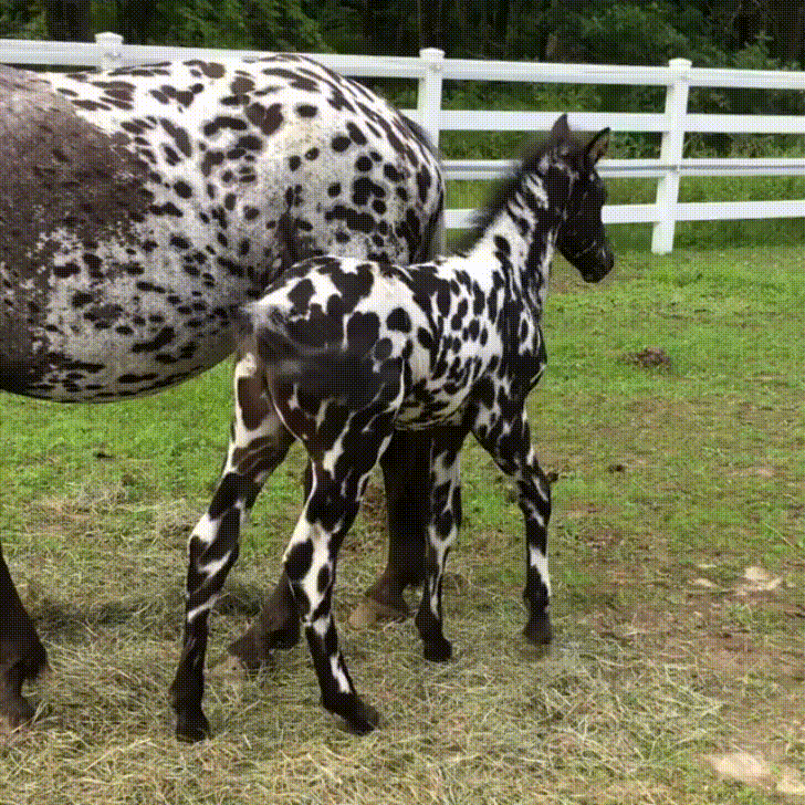 Foal GIF - Find & Share on GIPHY