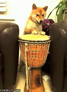 How to Master Djembe Drumming for Beginners | Elee the Shiba Inu Plays the Djembe Drum