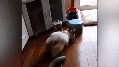 Cats Cucumbers GIF