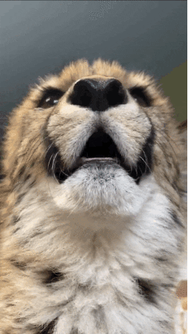 up close of baby cheetah face