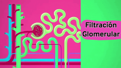 Filtración Glomerular GIF - Find & Share on GIPHY