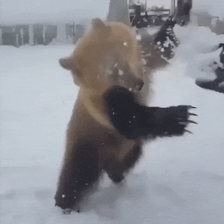 Big boi playing in snow in funny gifs