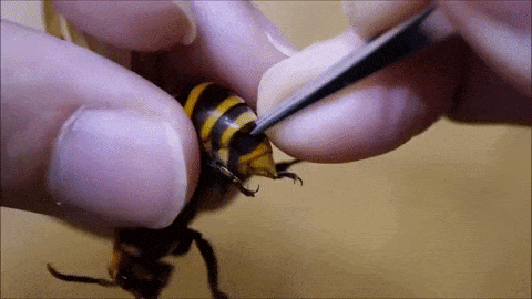 Parasite being pulled out of a wasp in wtf gifs