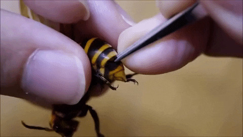 Parasite being pulled out of a wasp