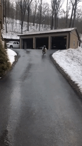 One happy lamb in funny gifs
