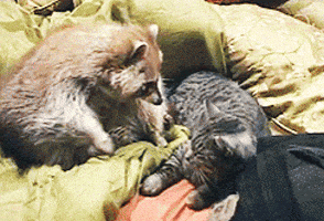 Cat Hugging GIF - Find & Share on GIPHY