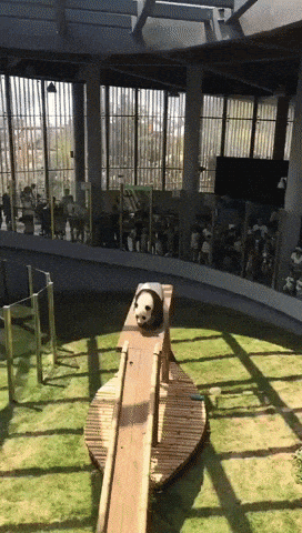 This is why i love panda in animals gifs