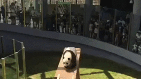 This is why i love panda GIF
