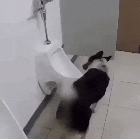 Dont forget to flush in funny gifs