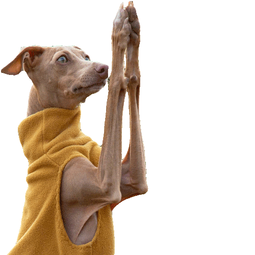 Bow Pray Sticker for iOS & Android GIPHY