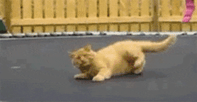 Scandinavian Flick Volvo Stahp GIFs - Find & Share on GIPHY